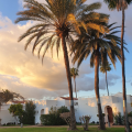 foto palmen in Maspalomas